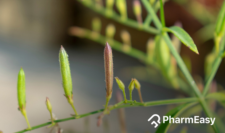 benefits for chirata